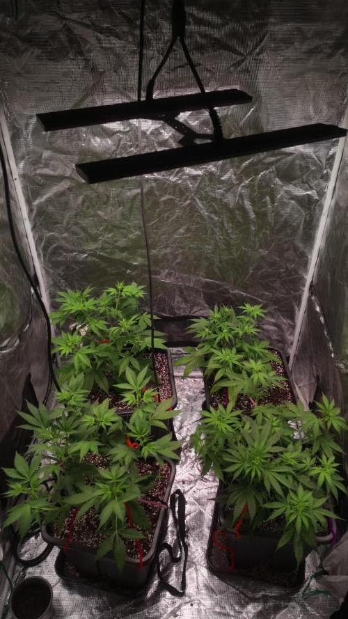 Doctor's choice's Chronic Ryder