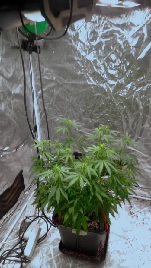 RQS' Grape Ape Auto