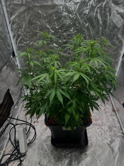 RQS' Grape Ape Auto. Week 5