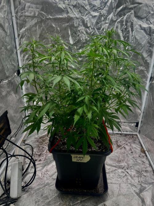 RQS' Grape Ape Auto. Week 5