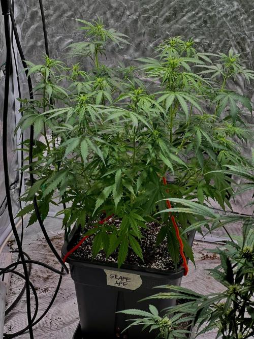 RQS' Grape Ape Auto. Week 5