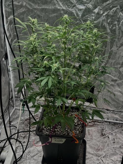 RQS' Grape Ape Auto. Week 5