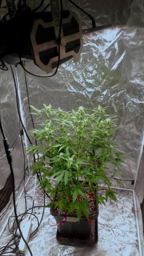 Doctor's choice's Chronic Ryder