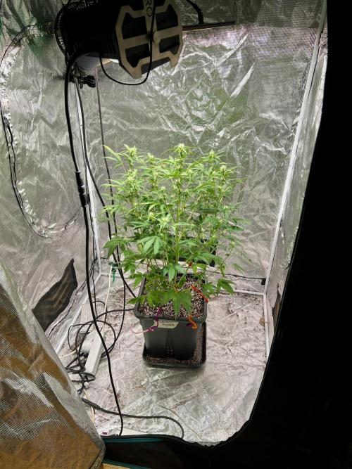 Doctor's choice's Chronic Ryder. Week 5