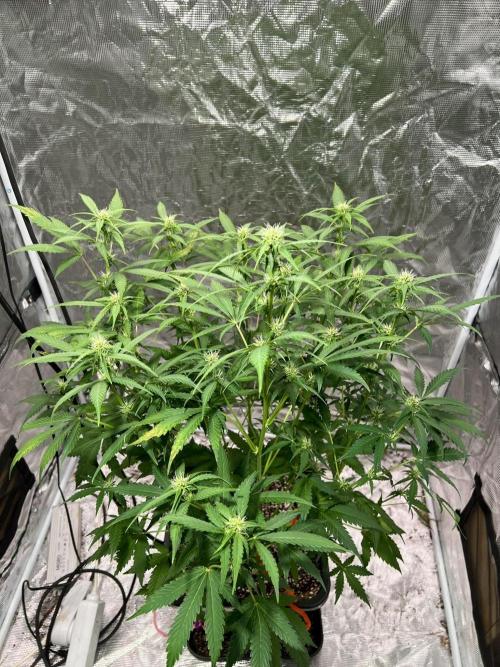 Doctor's choice's Chronic Ryder. Week 5