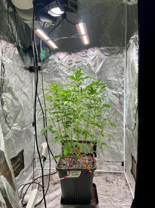 Doctor's choice's Chronic Ryder. Week 5