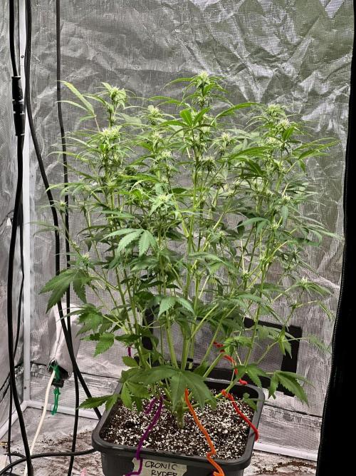 Doctor's choice's Chronic Ryder. Week 5