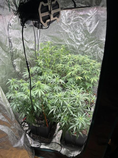 Doctor's choice's Chronic Ryder. Week 5