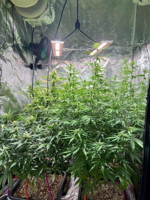 Doctor's choice's Chronic Ryder. Week 6