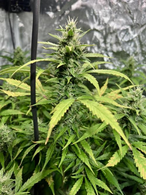 Doctor's choice's Chronic Ryder. Week 6