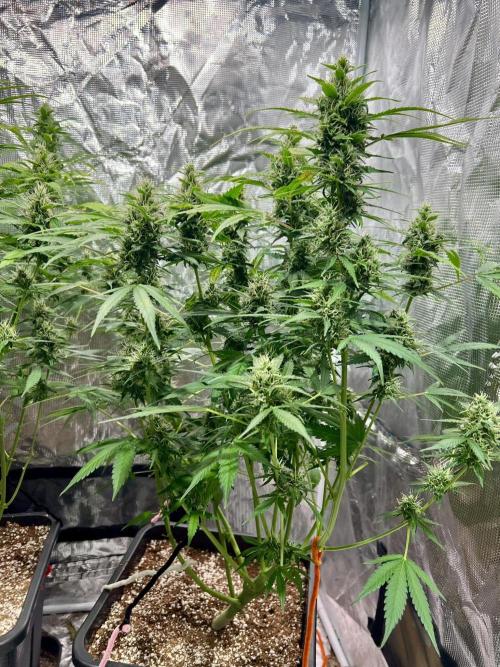 Doctor's choice's Chronic Ryder. Week 6