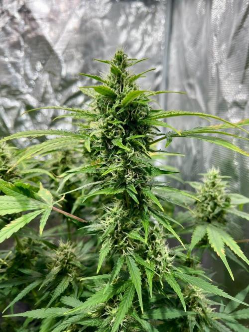Doctor's choice's Chronic Ryder. Week 6
