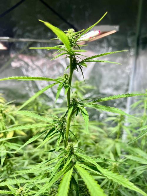 RQS' Grape Ape Auto. Week 6