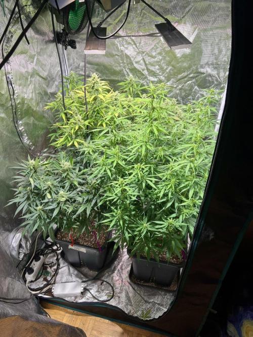 RQS' Grape Ape Auto. Week 6