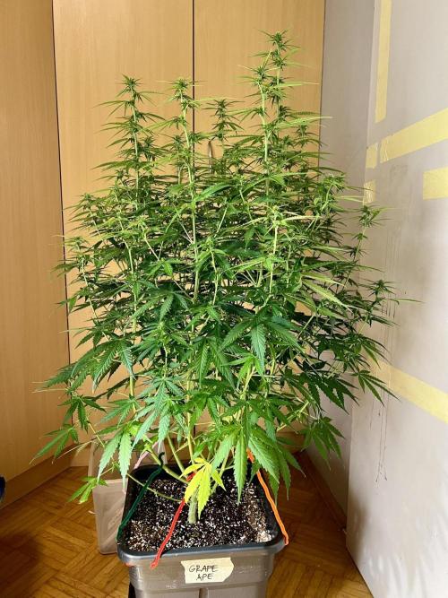 RQS' Grape Ape Auto. Week 6