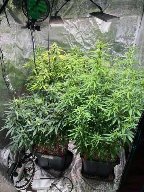 Grape Ape Auto. Week 6