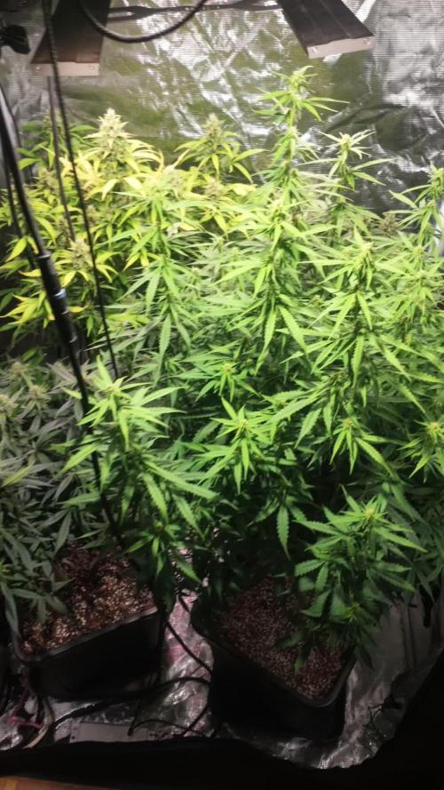 RQS' Grape Ape Auto