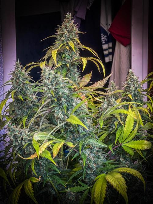 Doctor's choice's Chronic Ryder. Week 8