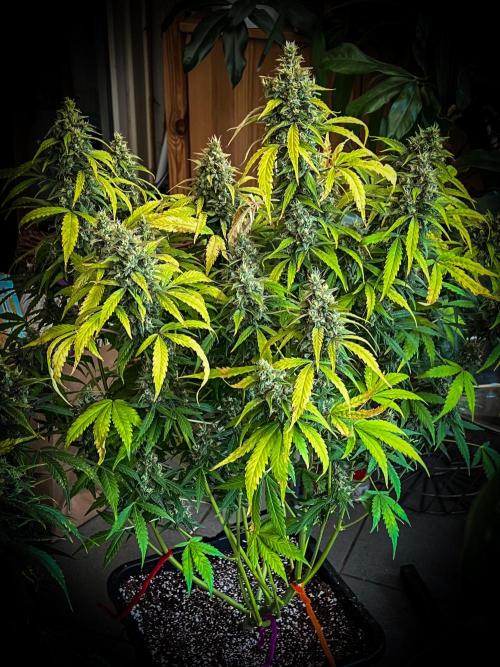 Doctor's choice's Chronic Ryder. Week 8