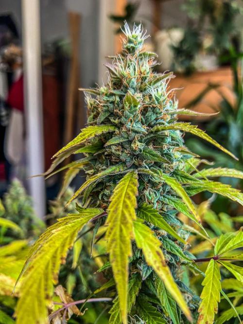 Doctor's choice's Chronic Ryder. Week 8