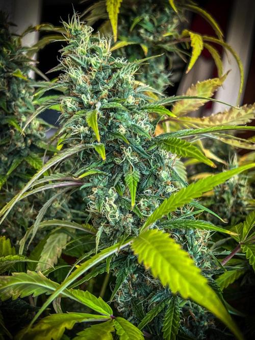Doctor's choice's Chronic Ryder. Week 8