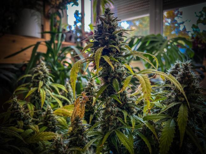 Doctor's choice's Chronic Ryder. Week 8