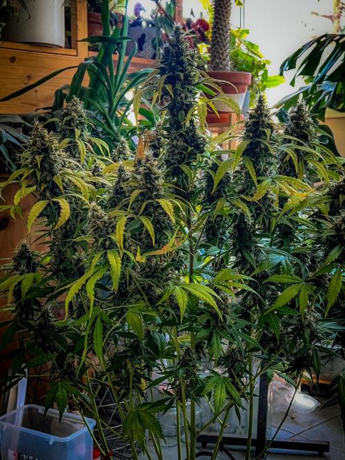 Doctor's choice's Chronic Ryder. Week 8