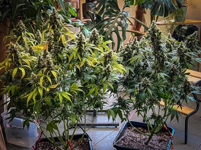 Doctor's choice's Chronic Ryder. Week 8