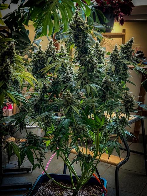 Doctor's choice's Chronic Ryder. Week 8