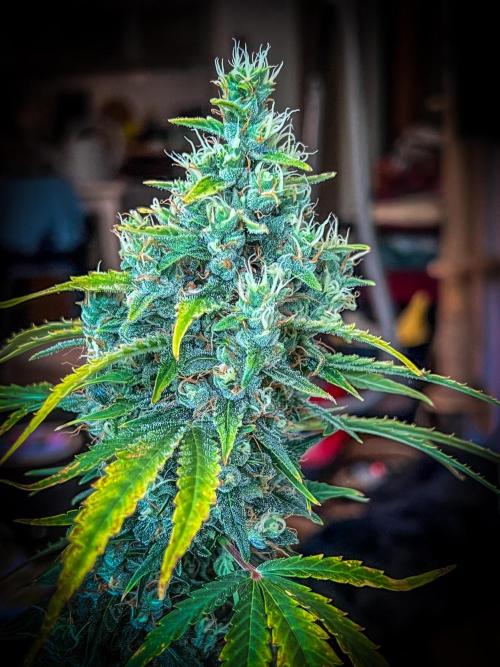 Doctor's choice's Chronic Ryder. Week 8