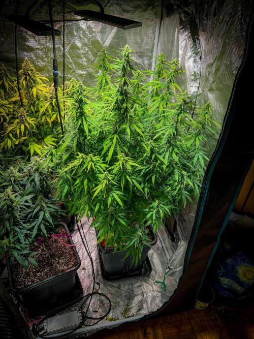 RQS' Grape Ape Auto. Week 8