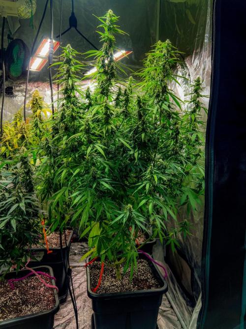 RQS' Grape Ape Auto. Week 8