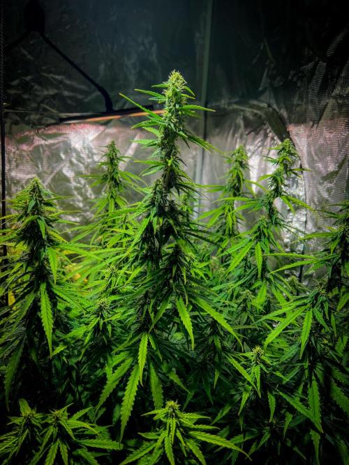 RQS' Grape Ape Auto. Week 8