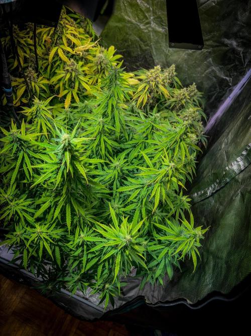 RQS' Grape Ape Auto. Week 8