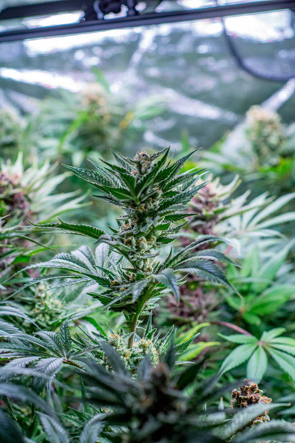 Sweet Seeds Killer Kush Fast Version® grow diary (journal) week13 by