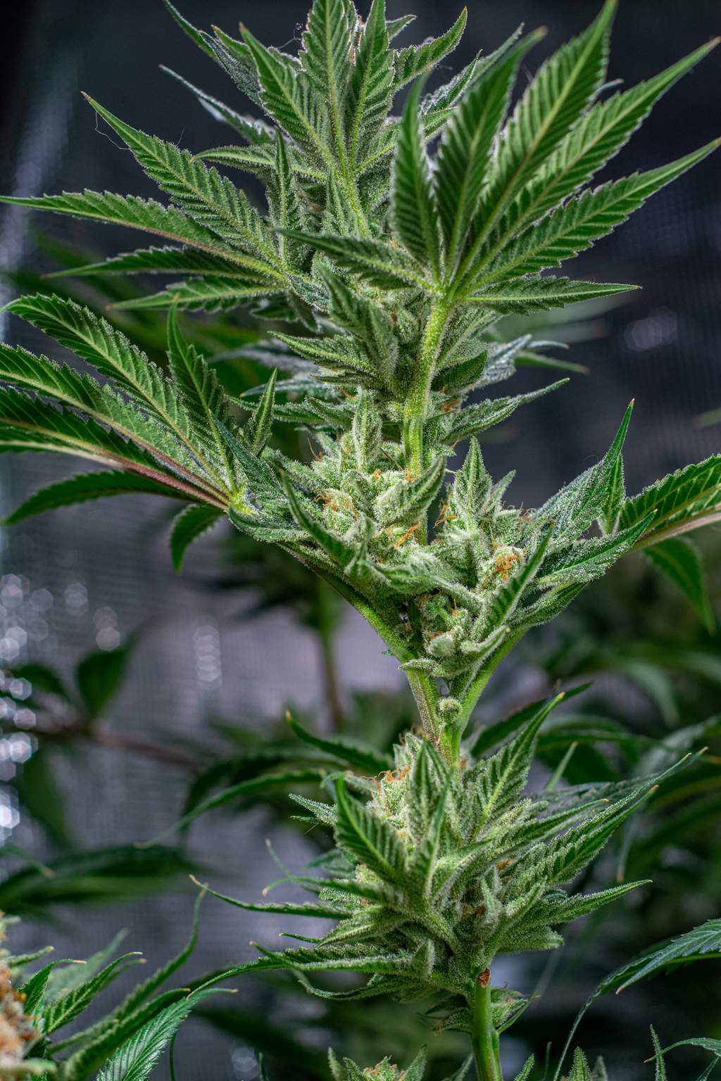 Sweet Seeds Killer Kush Fast Version® grow diary (journal) week13 by