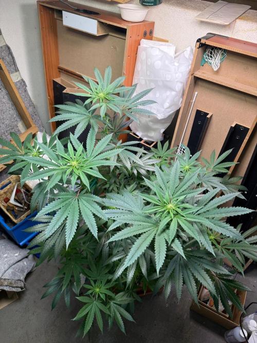 Bloom Log Tropicana Cookies. Week 2