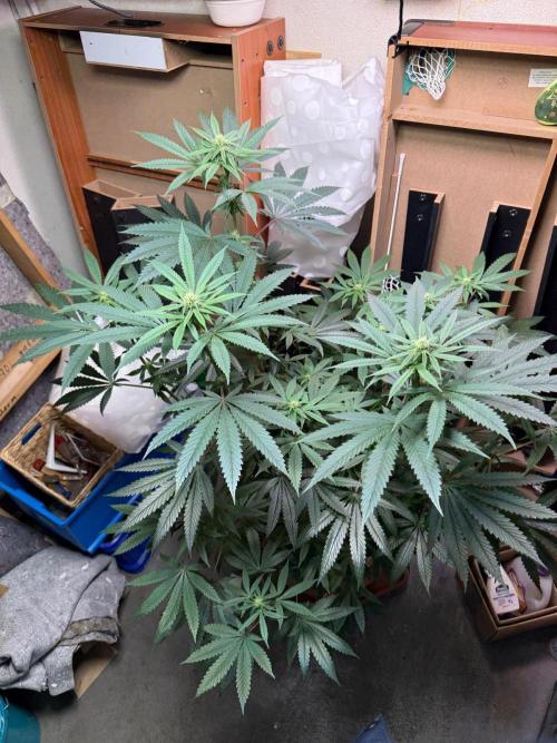 Bloom Log Tropicana Cookies. Week 3