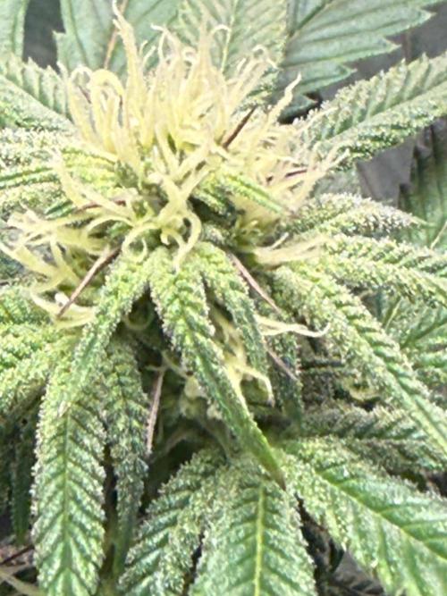 Bloom Log Tropicana Cookies. Week 3