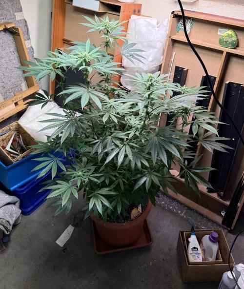 Bloom Log Tropicana Cookies. Week 3