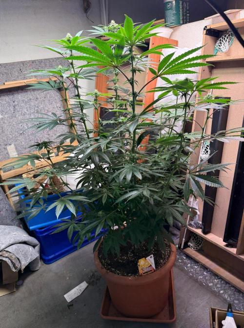 Bloom Log Tropicana Cookies. Week 3