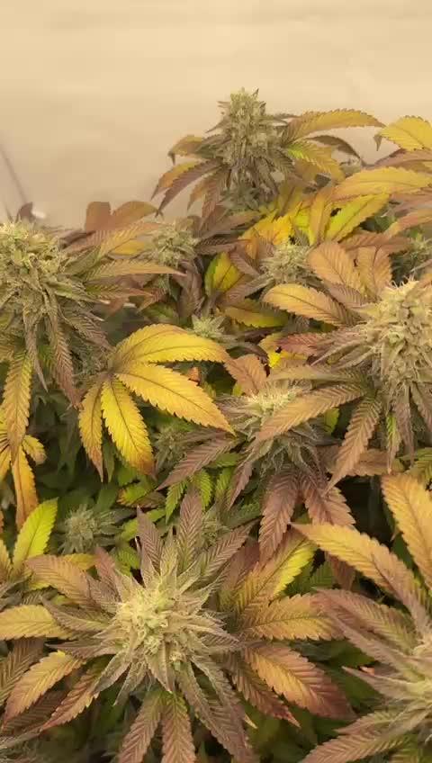 Strawberry Guava Bloom Log