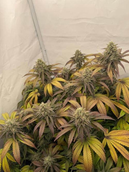 Strawberry Guava Bloom Log. Week 5 - 08.11.2025