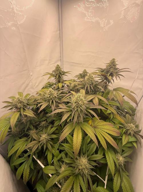 Strawberry Guava Bloom Log. Week 5 - 04.11.2025
