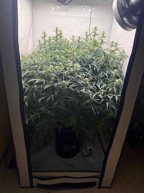 Bloom Log for 19L DWC. Week 6