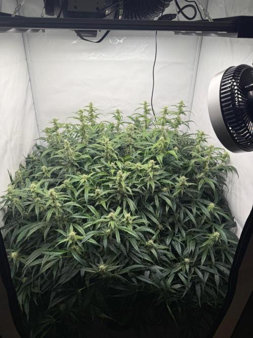 Bloom Log for 19L DWC. Week 6