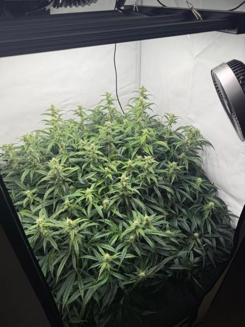 Bloom Log for 19L DWC. Week 6