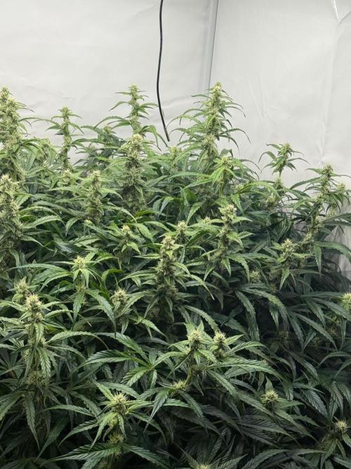 Bloom Log for 19L DWC. Week 6