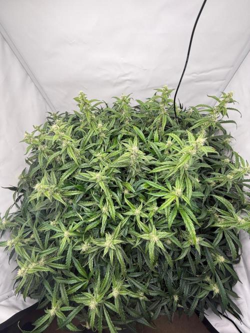 Bloom Log for 19L DWC. Week 6