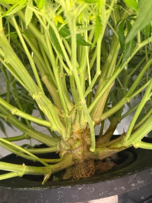 Bloom Log for 19L DWC. Week 6